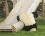 panda-you-failed-1237118015.jpg