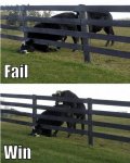 cow-fail-win.jpg